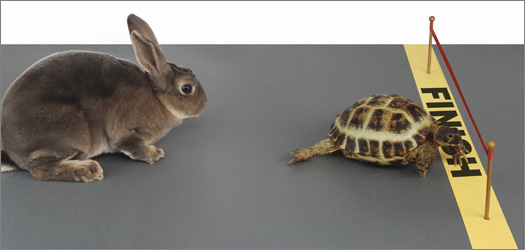 Tortoise and the Hare